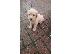 PoulaTo: Κουτάβια Labradoodle